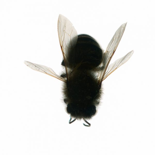 biene (10)