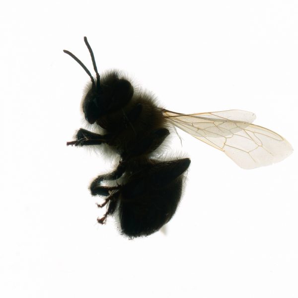 biene (13)