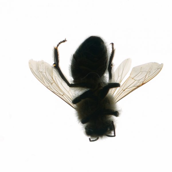 biene (20)