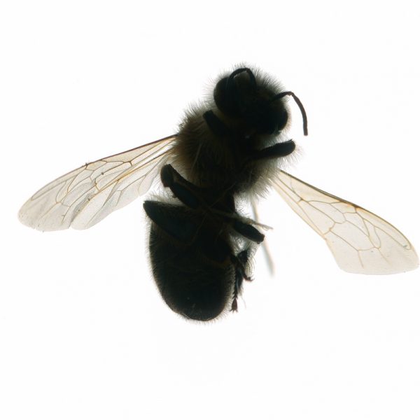 biene (9)