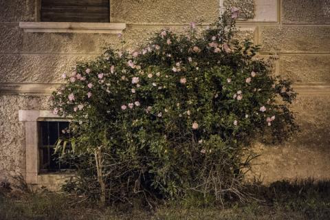 CALENDER LADIN 2019 - 01