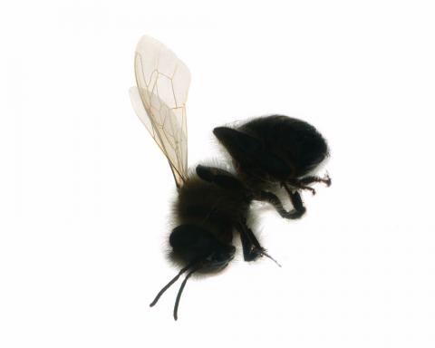 PARADISE LOST 2019 - 11